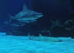 mandalay-bay-shark-reef-bh.jpg.webp