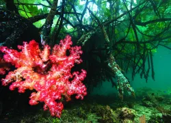 mangroves pink.jpg.webp