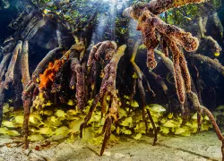 mangroves-lorenzo-mittiga.jpg.webp