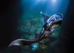 manta-night-hawaii-becky-schott.png.webp