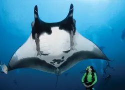 manta.jpg.webp