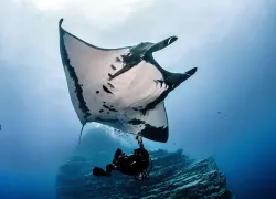 manta_.jpg.webp