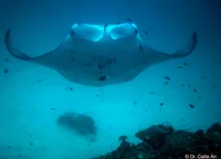 manta_ray_oceana_blog_.jpg.webp