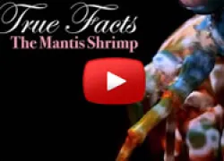 mantisshrimpthumb.jpg.webp