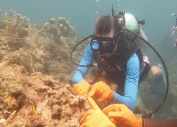 mara-vorhees-coral-planting-courtesy-windjammer-landing.jpg.webp