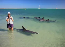 marine-biologist-dolphins-topside-australia-shutterstock-rizd.jpg.webp
