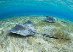 marine-habitats-sand-brandon_cole_.jpg.webp