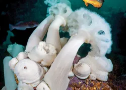 marine_.jpg.webp