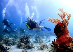 mary_frances_diving_bahamas_ga.jpg.webp