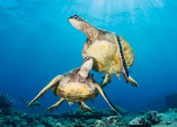 maui-shore-dives-mala-pier_capozzola_.jpg.webp
