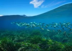mediterranean-seagrass-shutterstock-damsea.png.webp