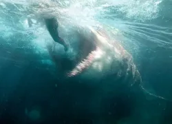 meg-fp--h_.jpg.webp