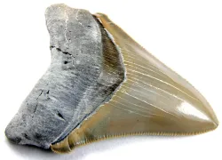 megalodon-tooth_shutterstock.jpg.webp