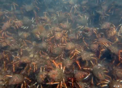 melbourne_australia_crab_migration_teaser_chiharu_shimowada.jpg.webp