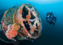 metridium-hcms-yukon-scu.jpg.webp