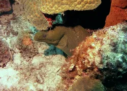 moray-eel-curacao.jpg.webp