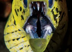 moray-eel.jpg.webp