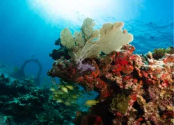 musa_and_reef_.png.webp