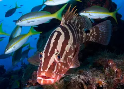 nassau-grouper-istock-.jpg.webp
