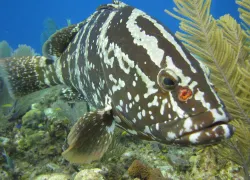 nassaugrouper.jpg.webp
