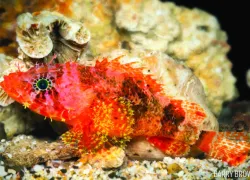 new_species_scorpionfish_barry_brown.jpg.webp