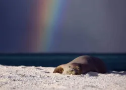 noaa_monksealsleeping.jpg.webp