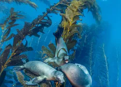 north-american-diving-california-sea-lion-andrew-sallmon-scd.jpg.webp