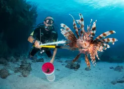 nuisance.lionfishcaught.courtesy_nino_halm.june.jpg.webp