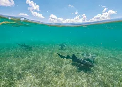 nurse-sharks-belize-shutterstock-stephanie-free.jpg.webp