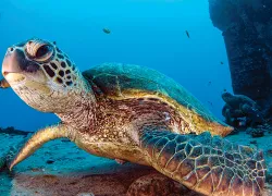 oahu-green-sea-turtle.jpg.webp