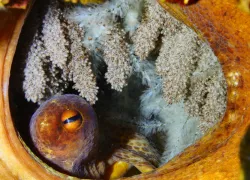 ocean-mom-octopus.jpg.webp