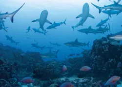 ocean.jpg.webp