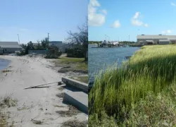 oceana_blog_coastline_restoration_.jpg.webp