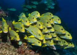 oceana_blog_coral_reef_fish_suffer_climate_change_shutterstock.jpg.webp