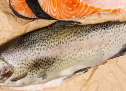 oceana_salmon_blog_shutterstock.jpg.webp