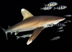 oceanic-white-tip-shark-threatened-species.jpg.webp