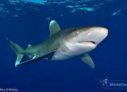 oceanicwhitetip_maryomalley.jpg.webp