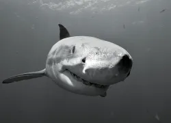 ocearch-shark-tagging.jpg.webp