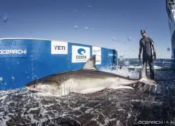 ocearch_hilton.jpg.webp