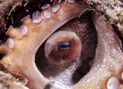 octopus-in-the-round_edit.jpg.webp