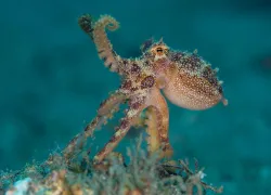 octopus-shutterstock-sam-robertshaw.jpg.webp