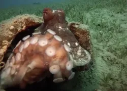 octopus_egypt.png.webp
