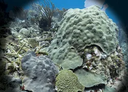 orbicella-corals.jpg.webp