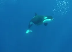 orca-mexico.jpg.webp