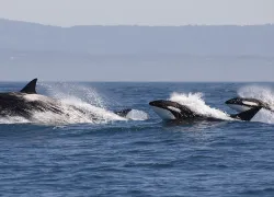 orcas-shutterstock-tory-kallman-web-hero.jpg.webp