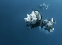 palau-hero-.jpg.webp