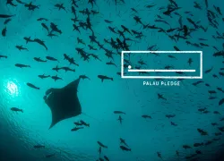 palau-pledge-manta-ray-.jpg.webp