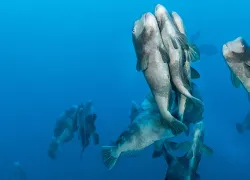 palau-rock-island-.jpg.webp