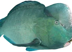 parrotfish-.jpg.webp