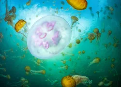 patrickwebster_oceanoddities_may__edit.jpg.webp